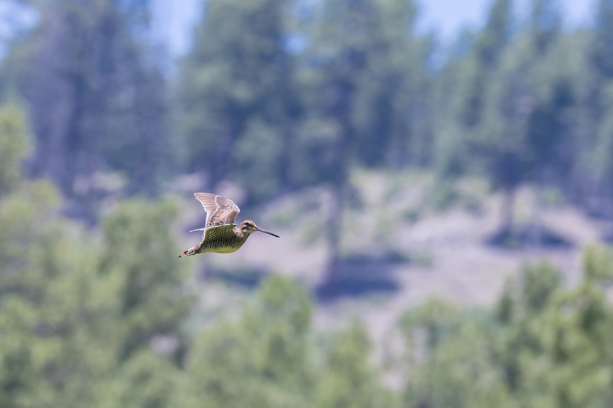 Wilson's Snipe - ML621473430