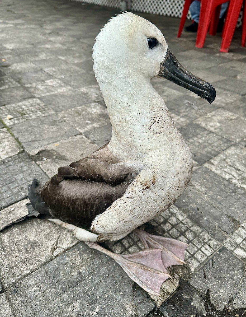 Atlantic Yellow-nosed Albatross - Edu no Mato