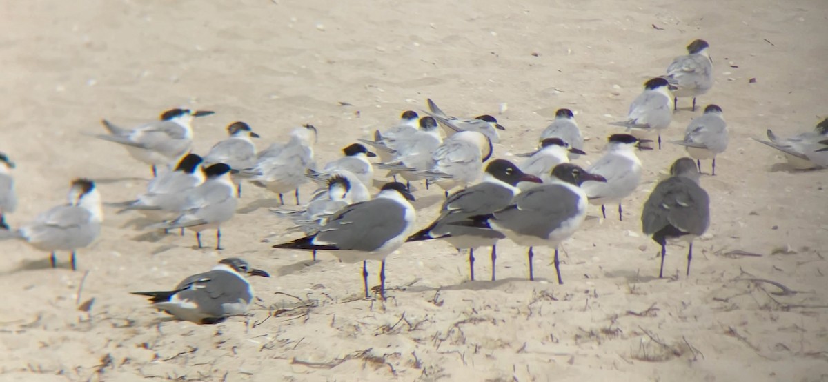 Laughing Gull - Curtis Higgins