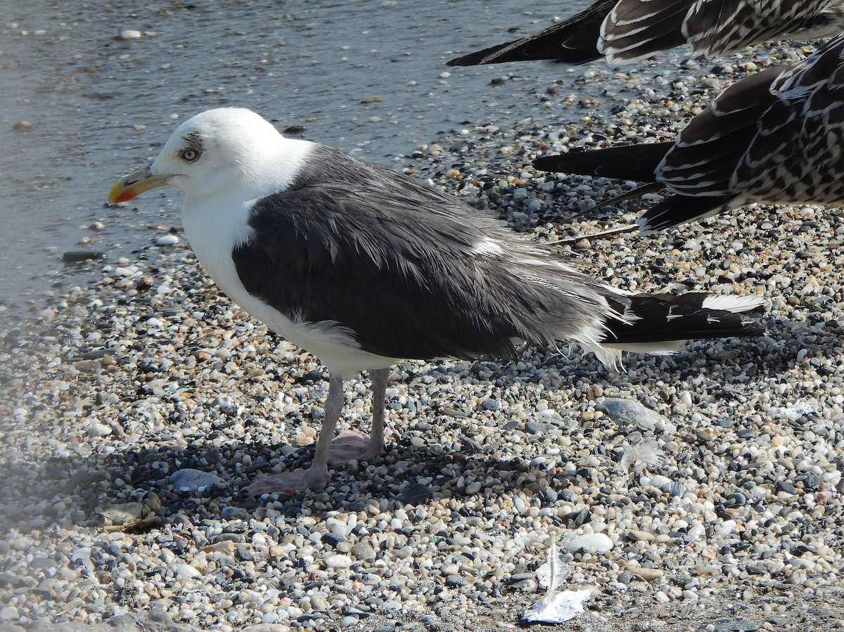 Lesser Black-backed Gull - ML621473486