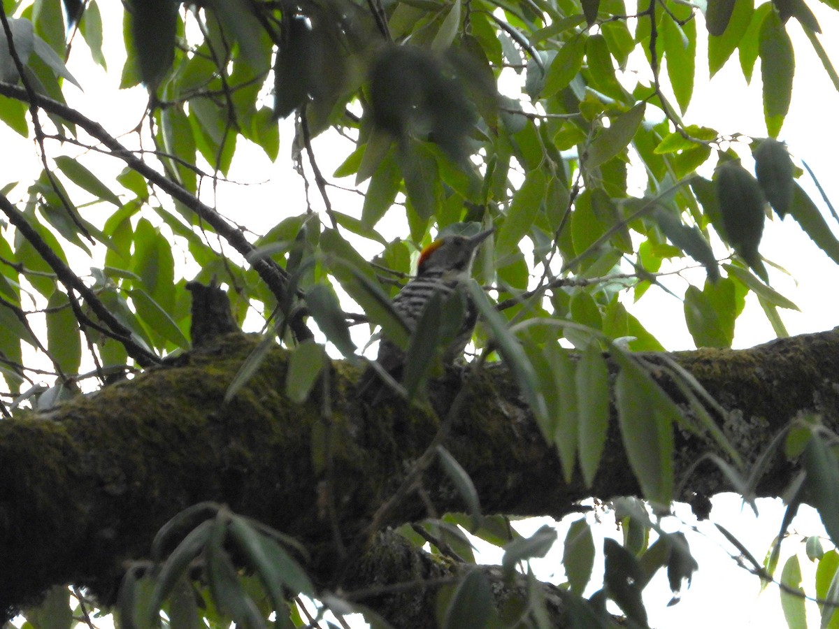 Brown-fronted Woodpecker - ML621473508