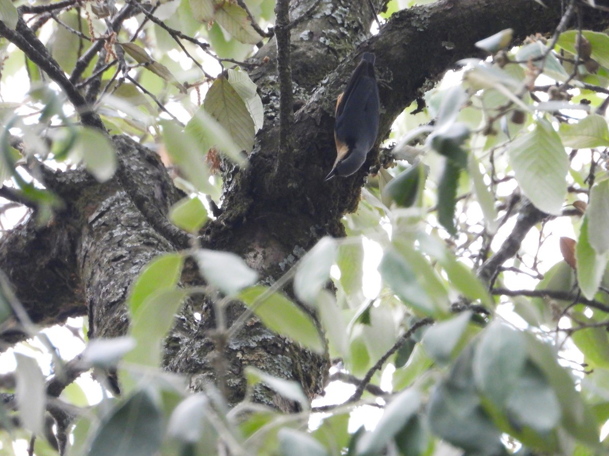 White-tailed Nuthatch - ML621473520