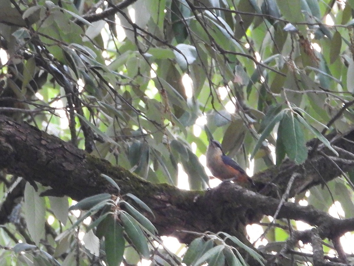 White-tailed Nuthatch - ML621473521