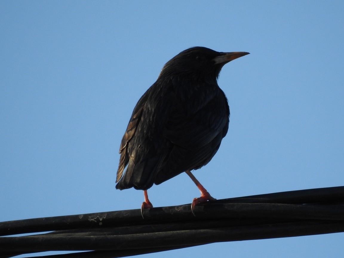 Spotless Starling - ML621473533