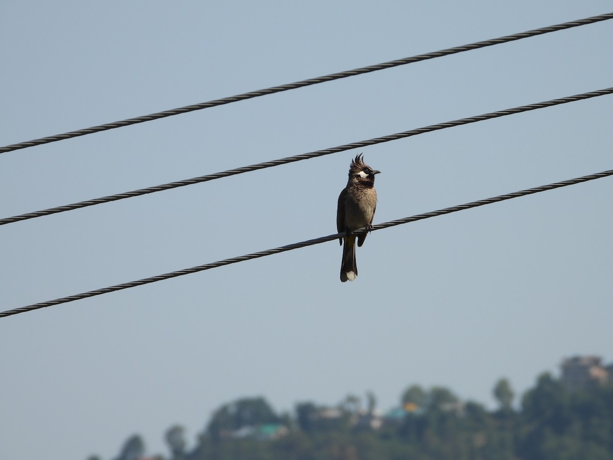 Himalayan Bulbul - ML621473623