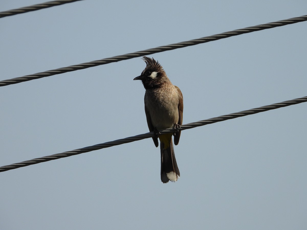 Himalayan Bulbul - ML621473624