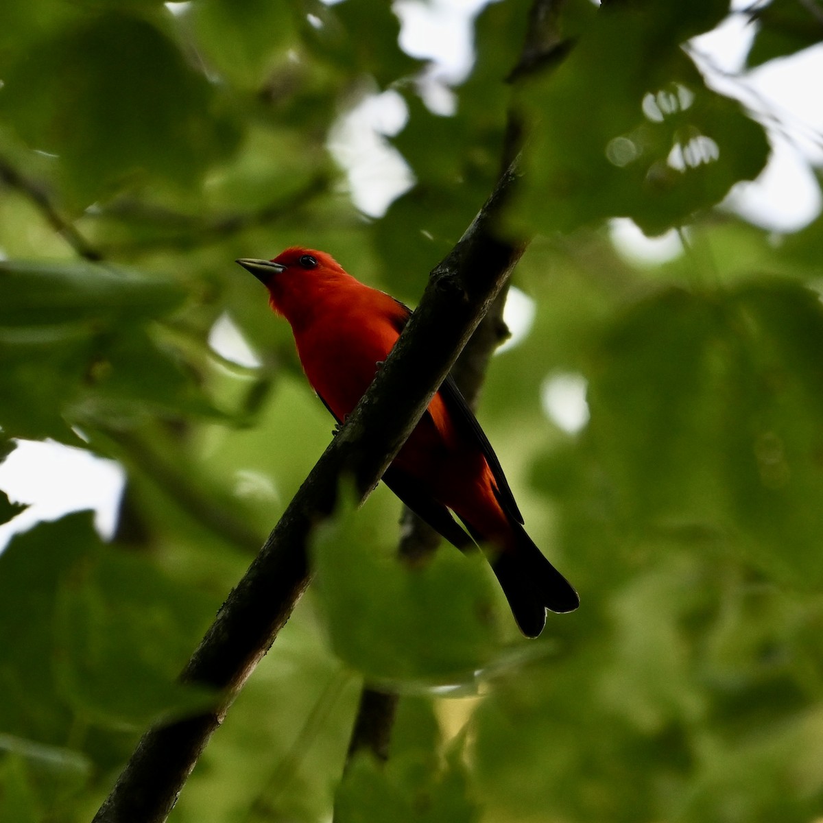 Scarlet Tanager - ML621473648