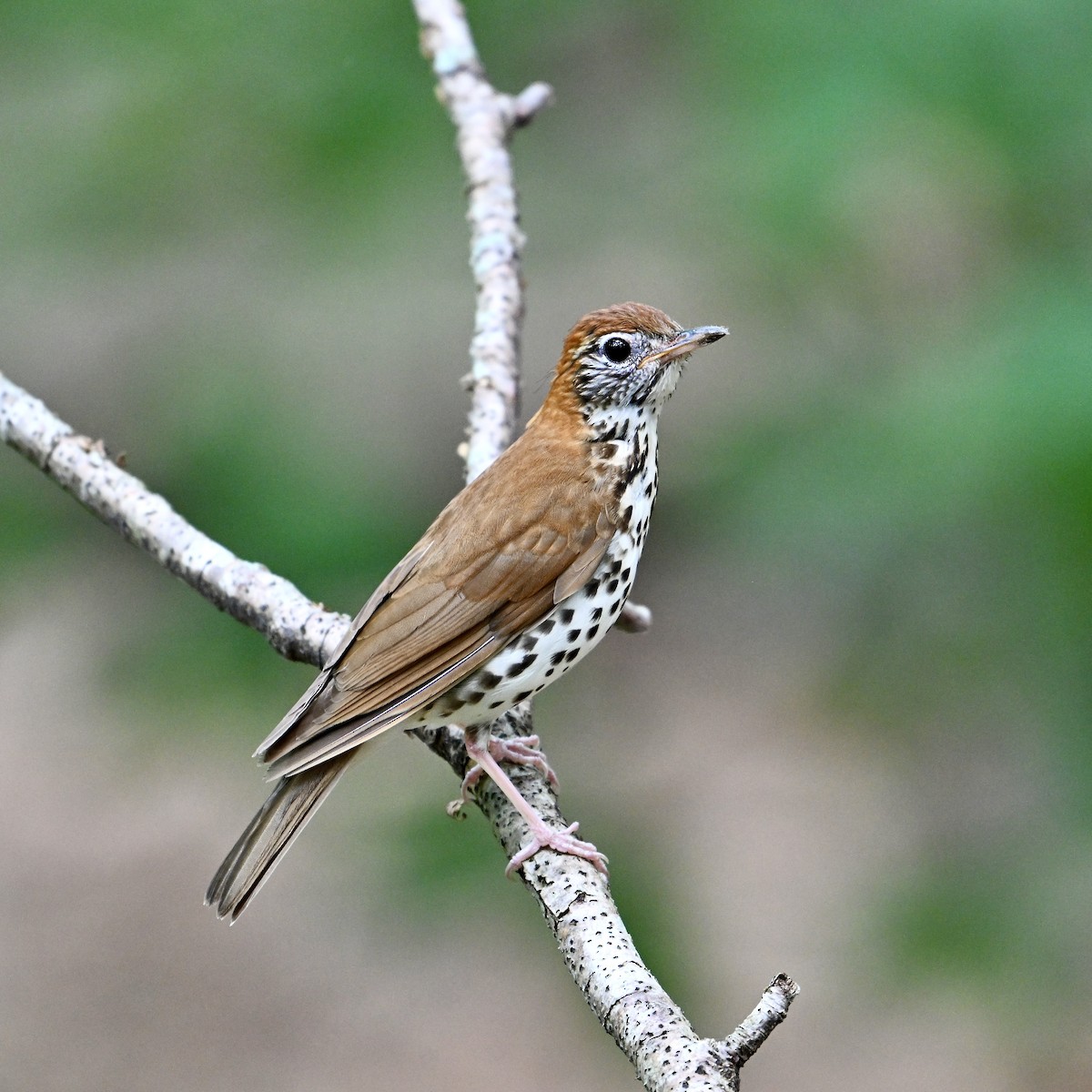 Wood Thrush - ML621473649