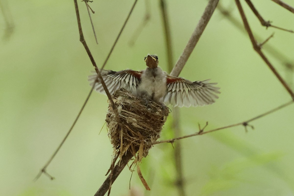 Black-naped Monarch - ML621473659