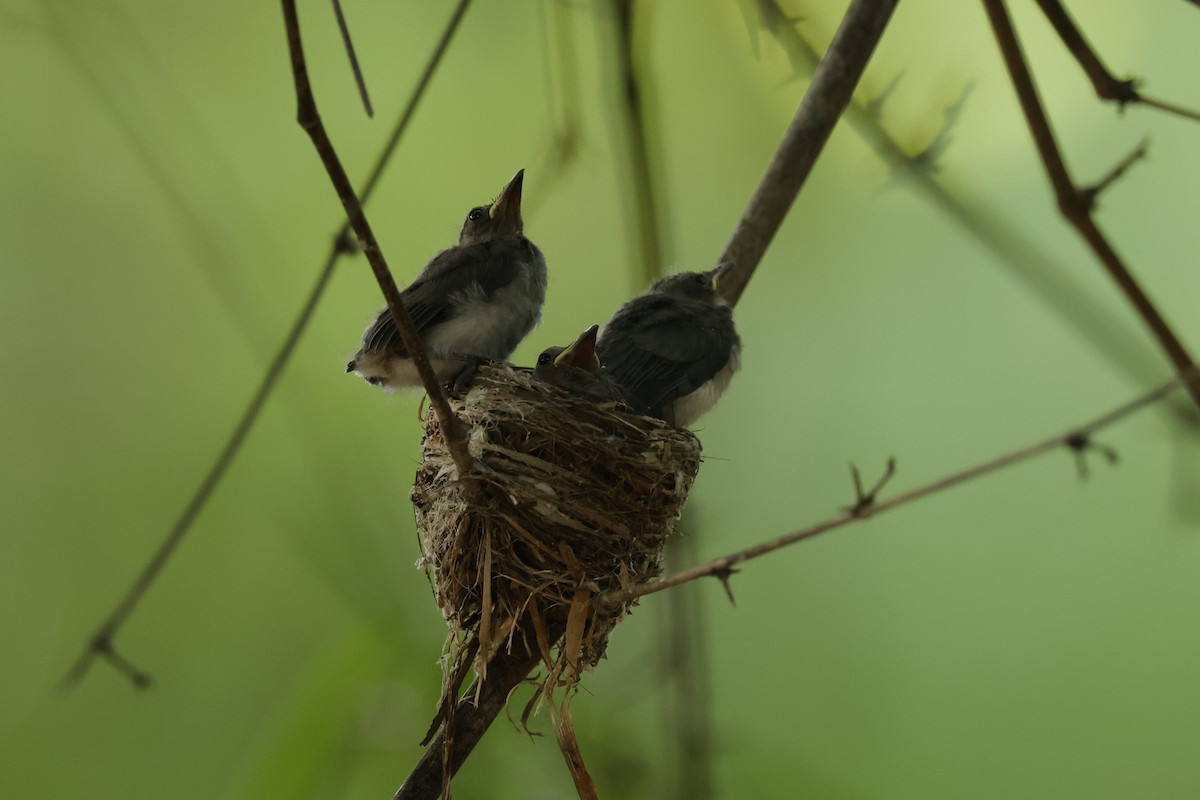 Black-naped Monarch - ML621473660