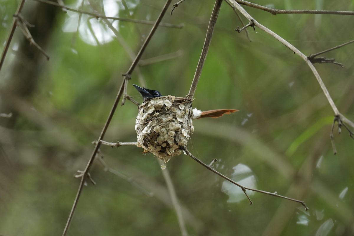 Indian Paradise-Flycatcher - ML621473667