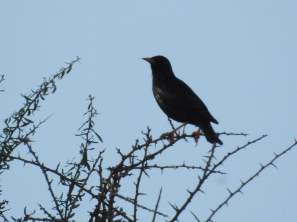 Spotless Starling - ML621473757