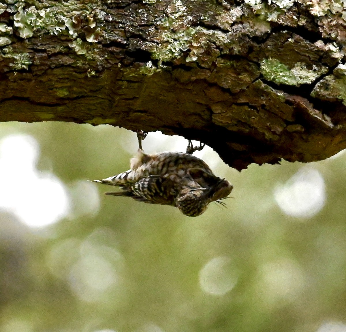 African Spotted Creeper - ML621473781