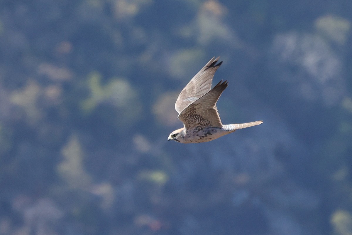 Lanner Falcon - ML621473806