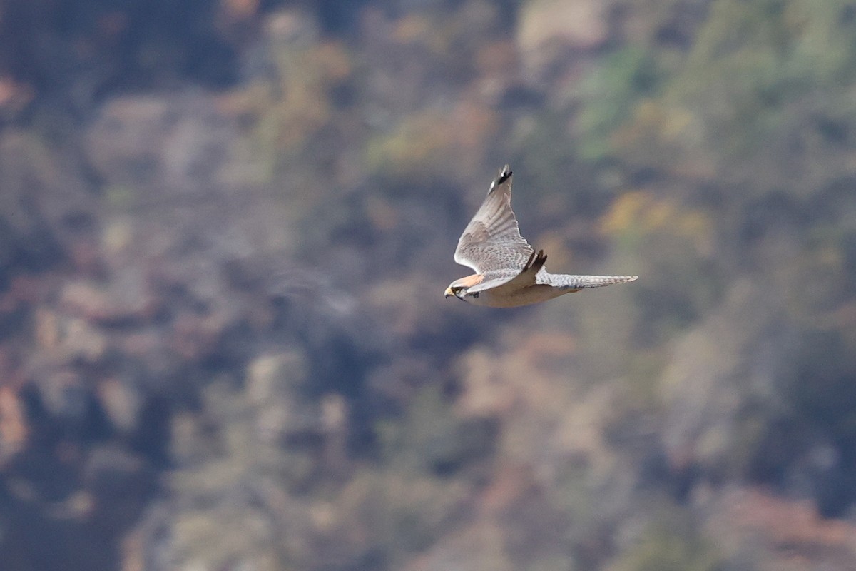 Lanner Falcon - ML621473807