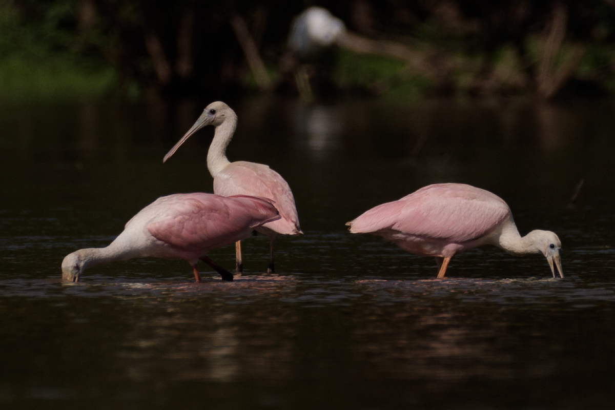 Roseate Spoonbill - Ian McDonald