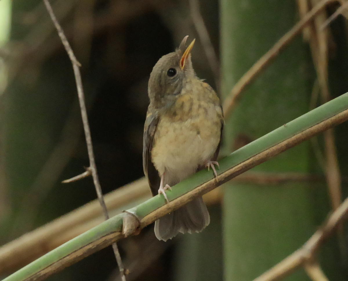 Tickell's Blue Flycatcher - ML621473840