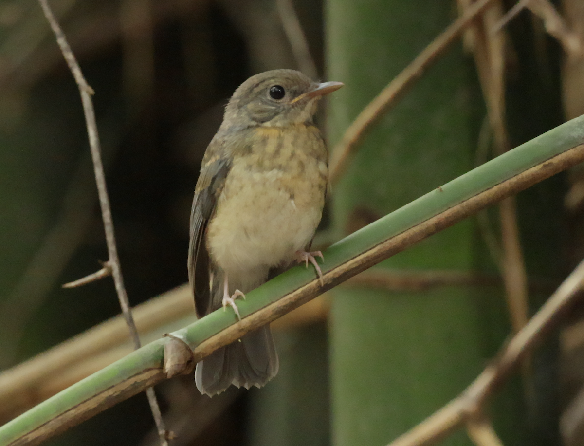 Tickell's Blue Flycatcher - ML621473841