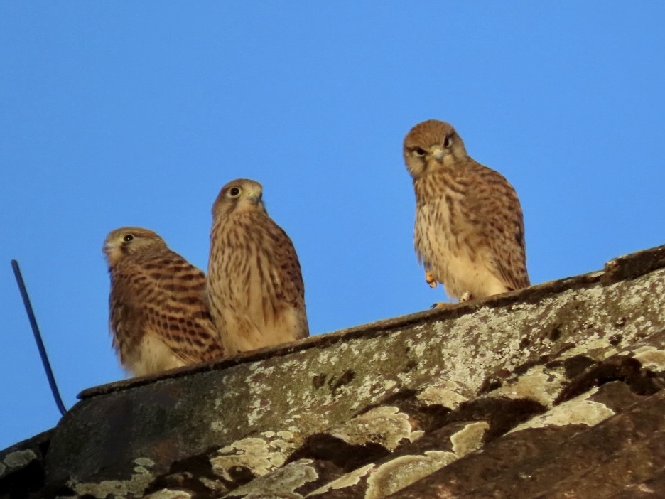 Начин шонхор - ML621473846