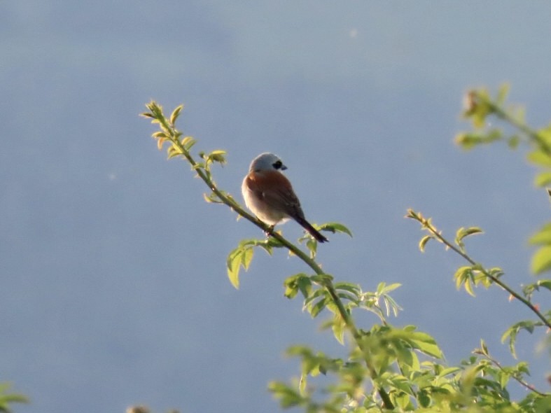 Улбар нуруут дунхай - ML621473857