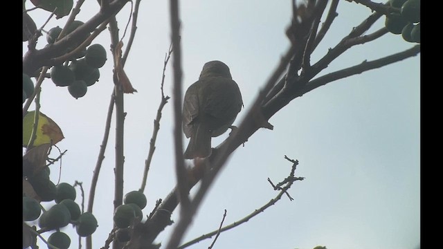 Black-whiskered Vireo - ML621473953