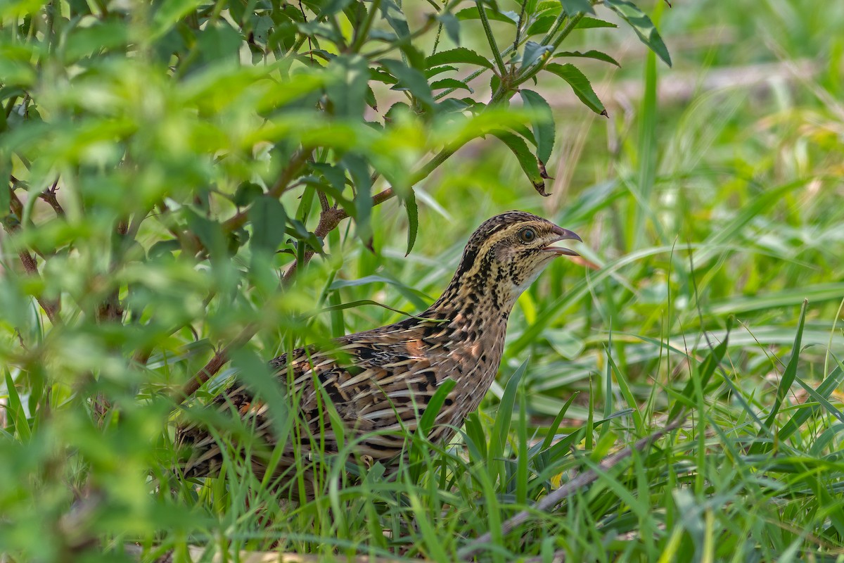 Rain Quail - ML621473957