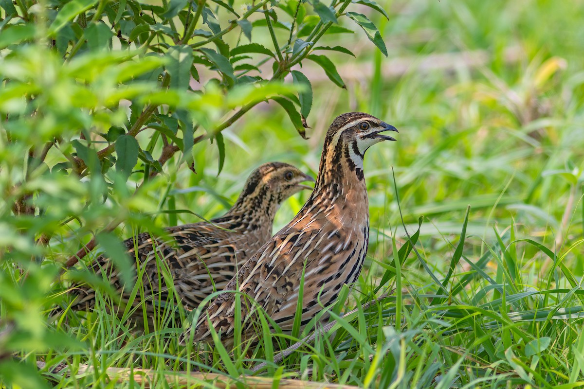 Rain Quail - ML621473959