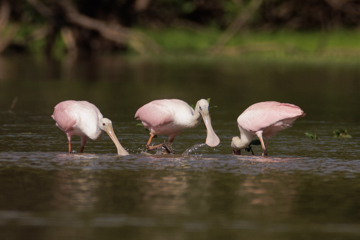 Roseate Spoonbill - ML621473987