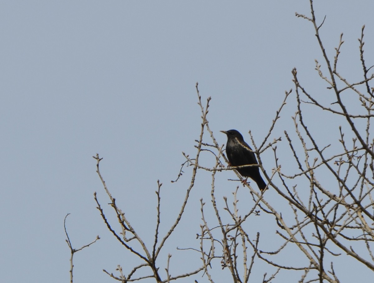 Spotless Starling - ML621473999