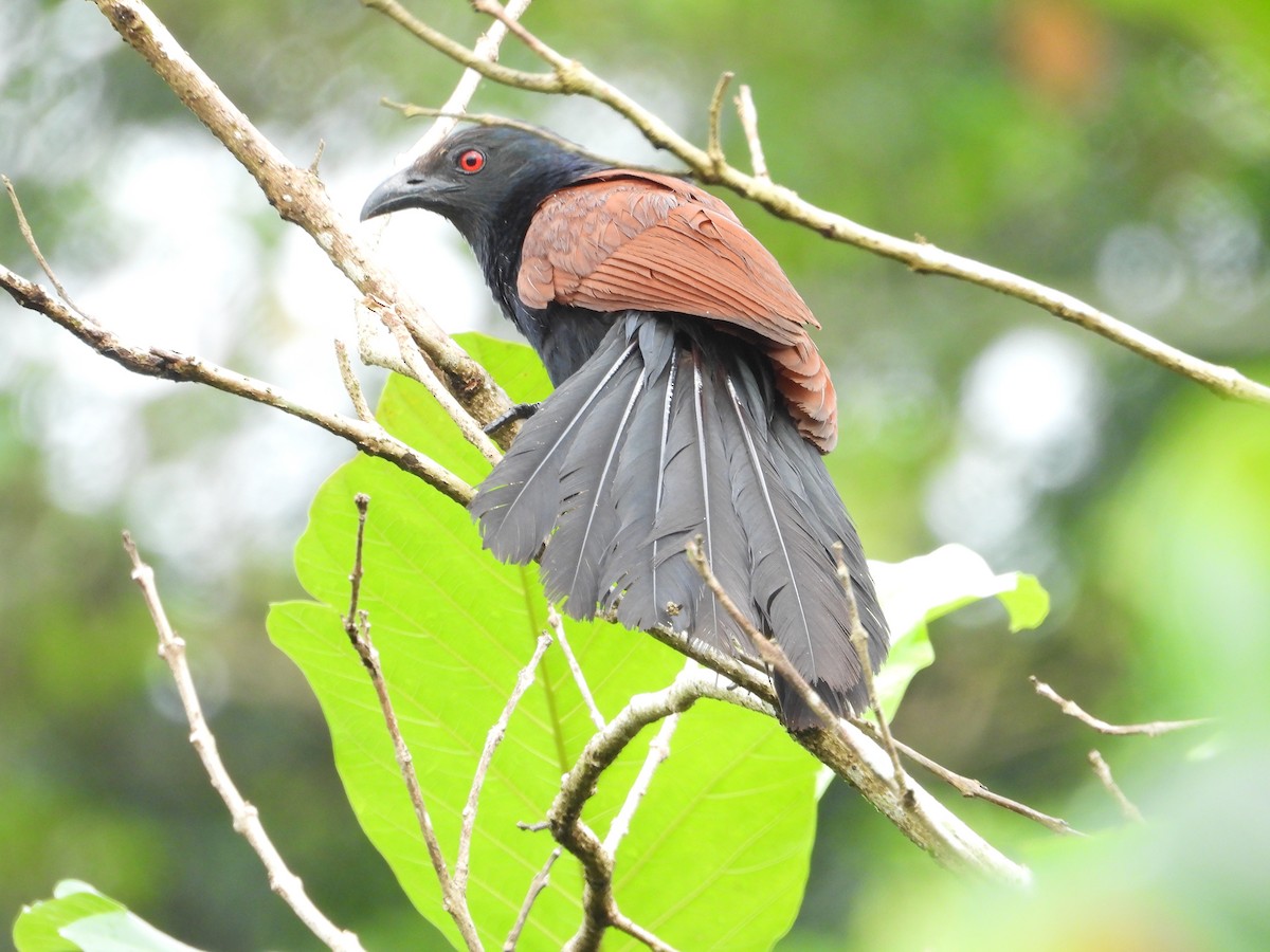 Greater Coucal - ML621474000
