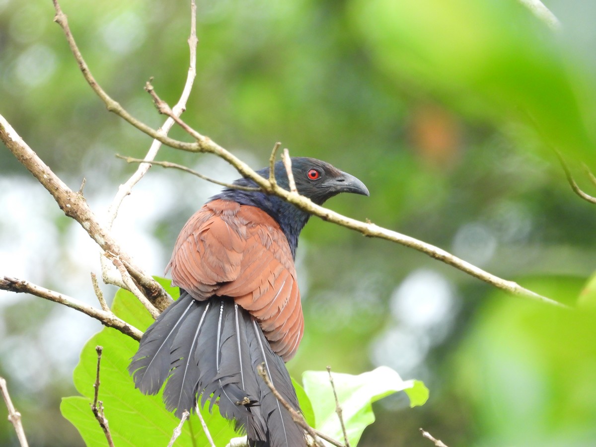 Greater Coucal - ML621474001