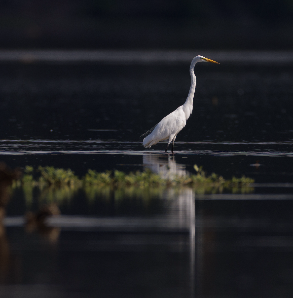 Great Egret - ML621474013