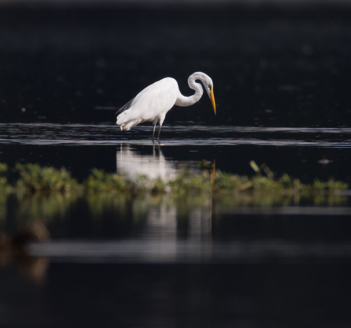 Great Egret - ML621474014