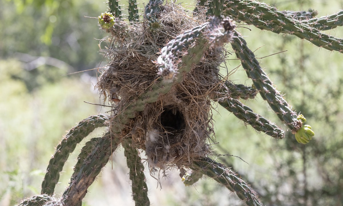 Cactus Wren - ML621474035