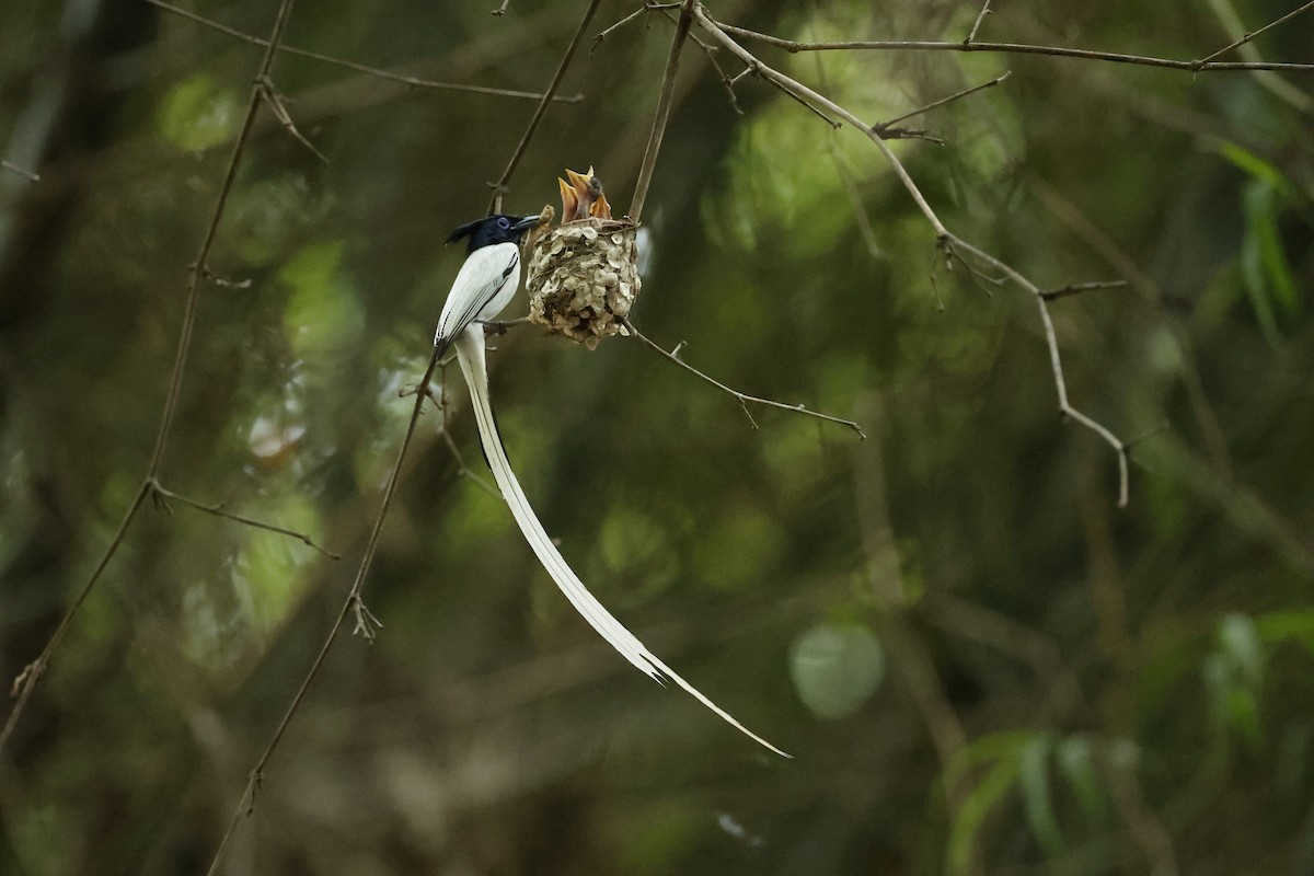 Indian Paradise-Flycatcher - ML621474042