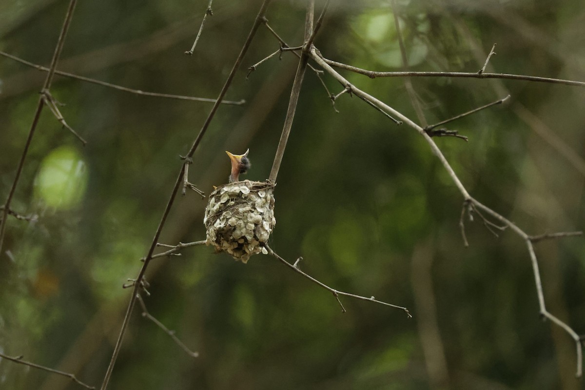 Indian Paradise-Flycatcher - ML621474043