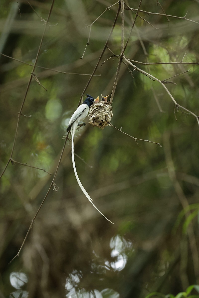 Indian Paradise-Flycatcher - ML621474044