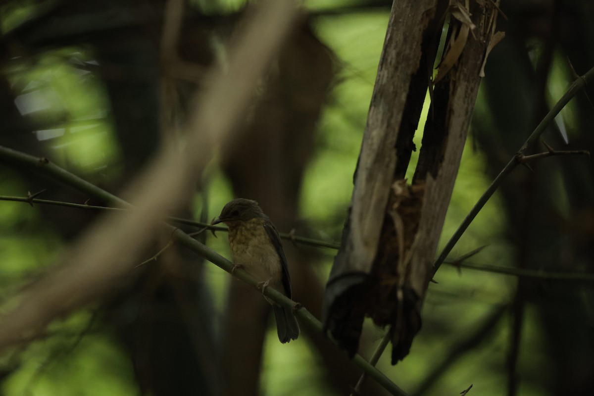 Tickell's Blue Flycatcher - ML621474053