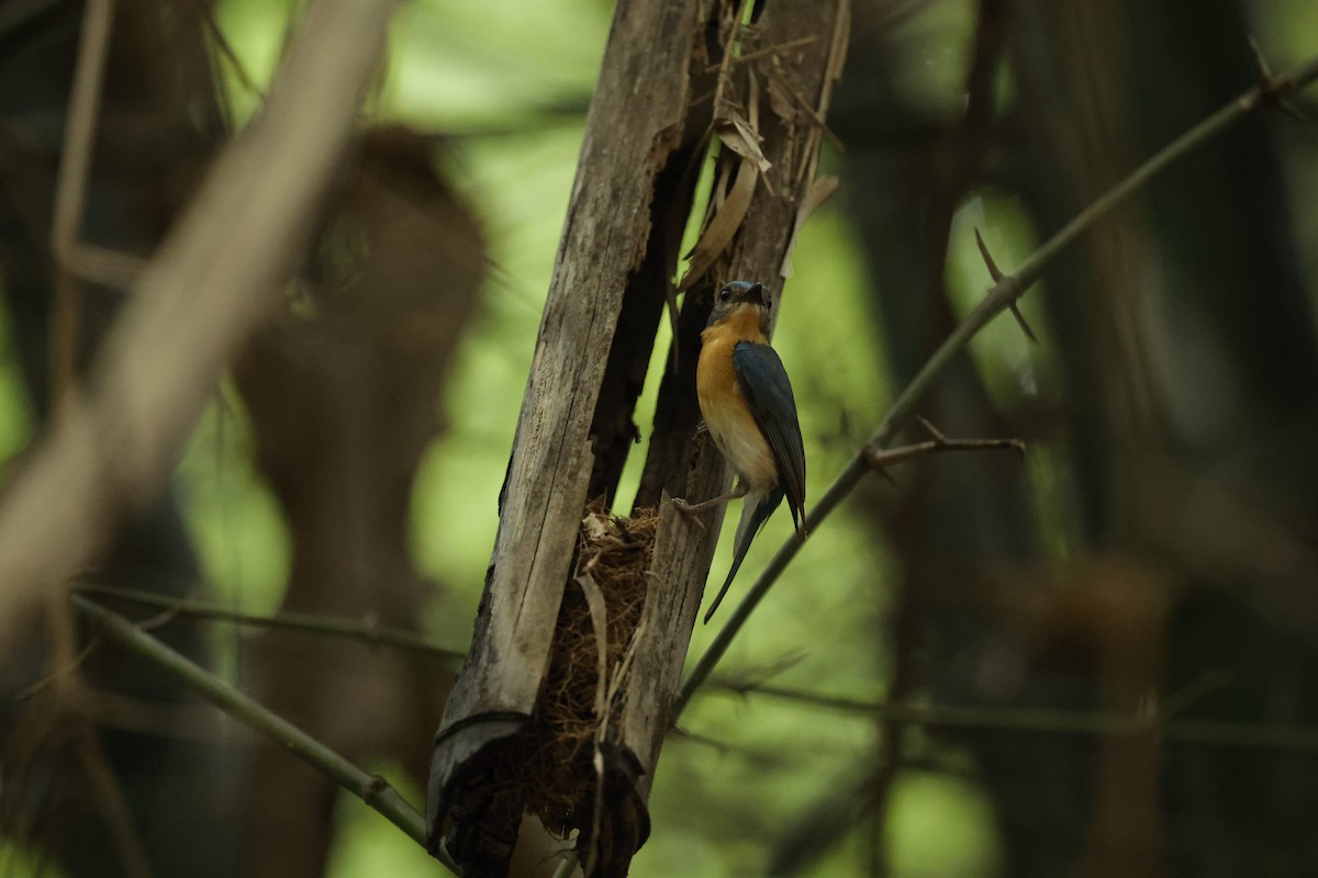 Tickell's Blue Flycatcher - Sriram Reddy