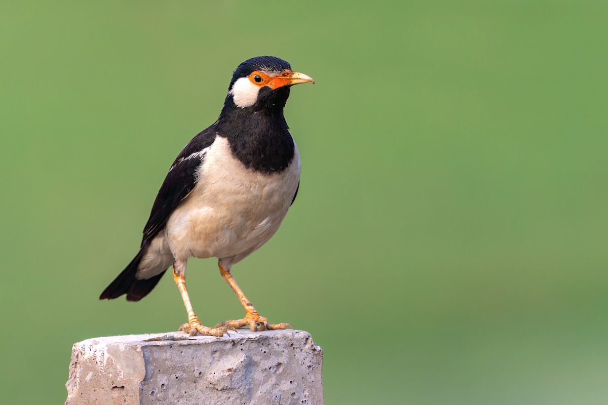Indian Pied Starling - ML621474067