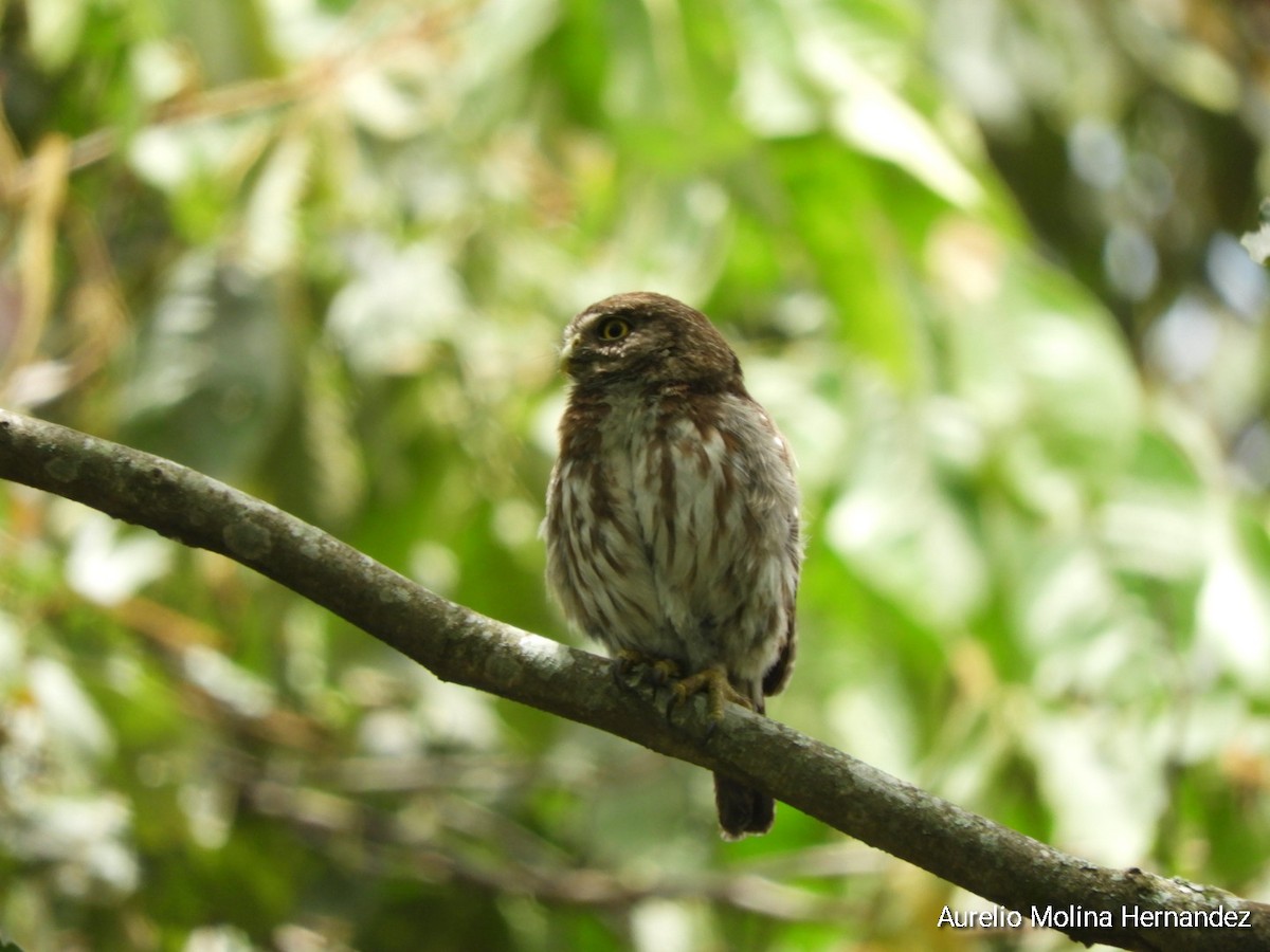 Ferruginous Pygmy-Owl - ML621474083