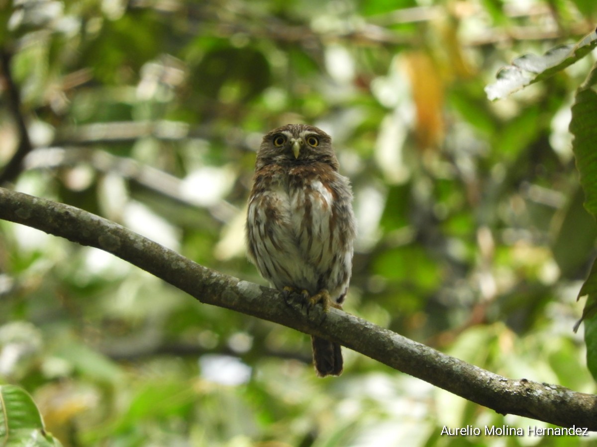 Ferruginous Pygmy-Owl - ML621474084