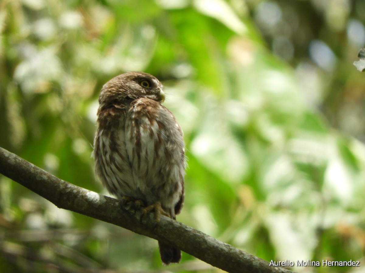 Ferruginous Pygmy-Owl - ML621474085