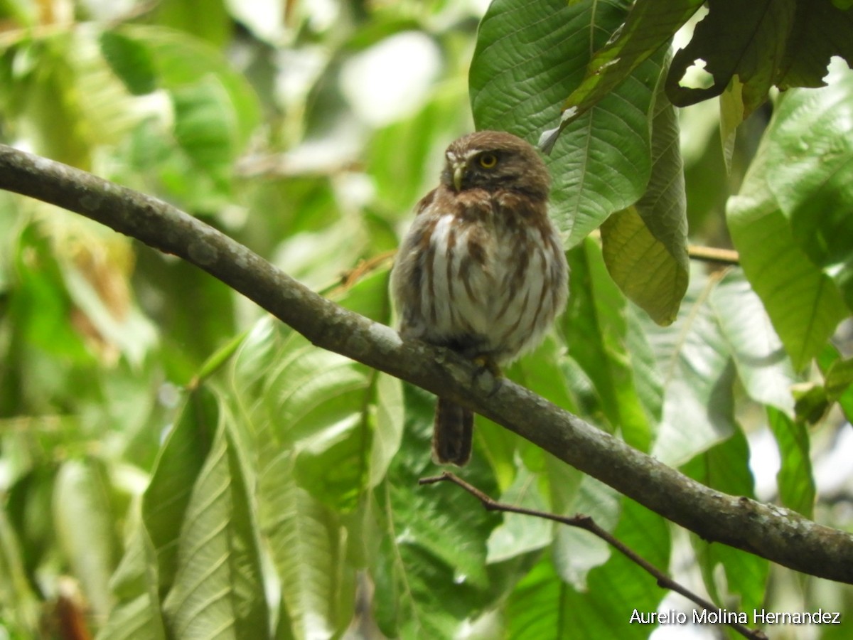 Ferruginous Pygmy-Owl - ML621474086