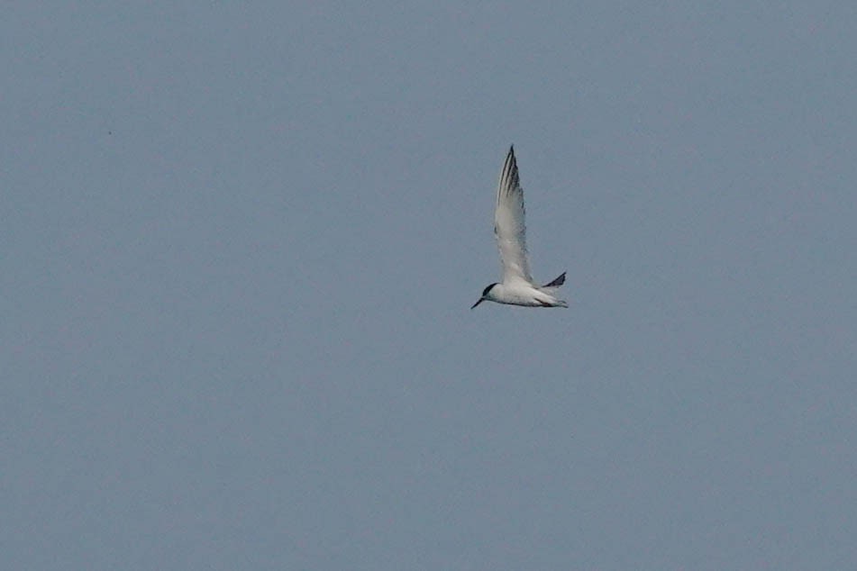 Least Tern - ML621474090