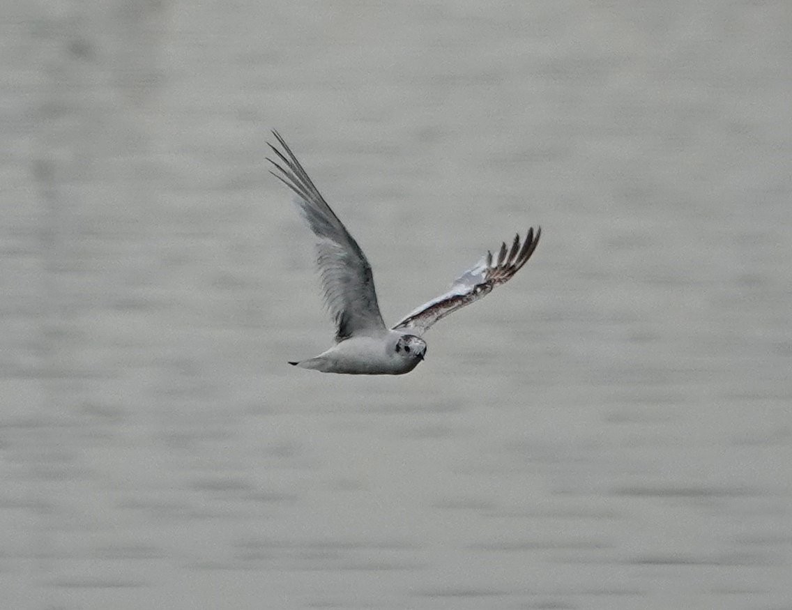 Little Gull - ML621474116