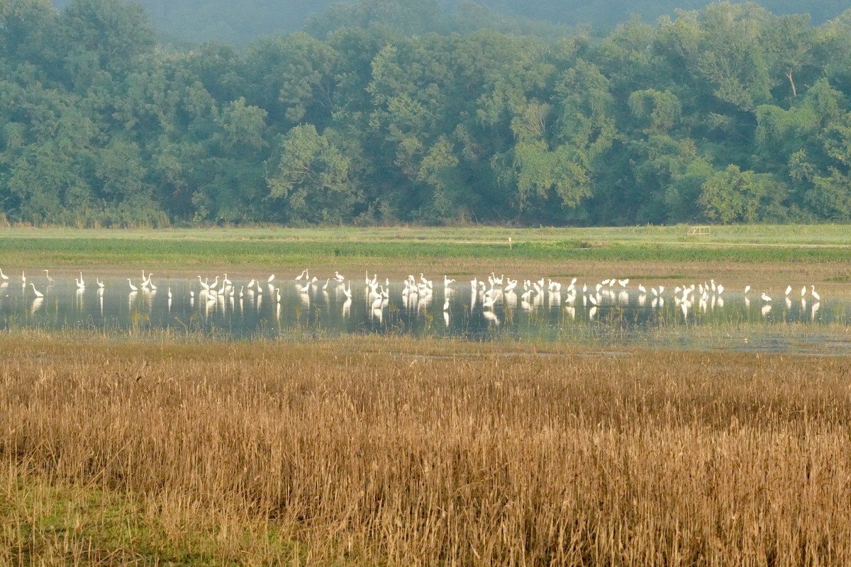 Great Blue Heron - ML621474147