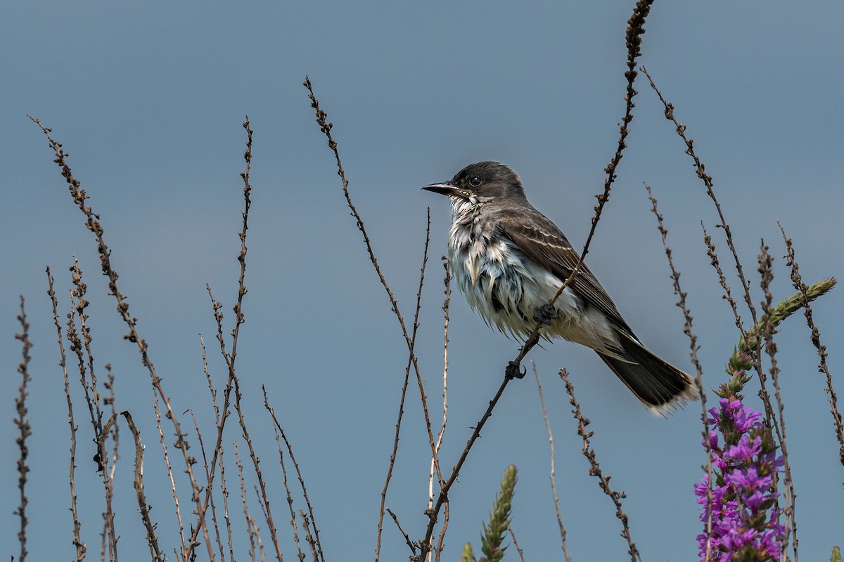 Eastern Kingbird - ML621474172