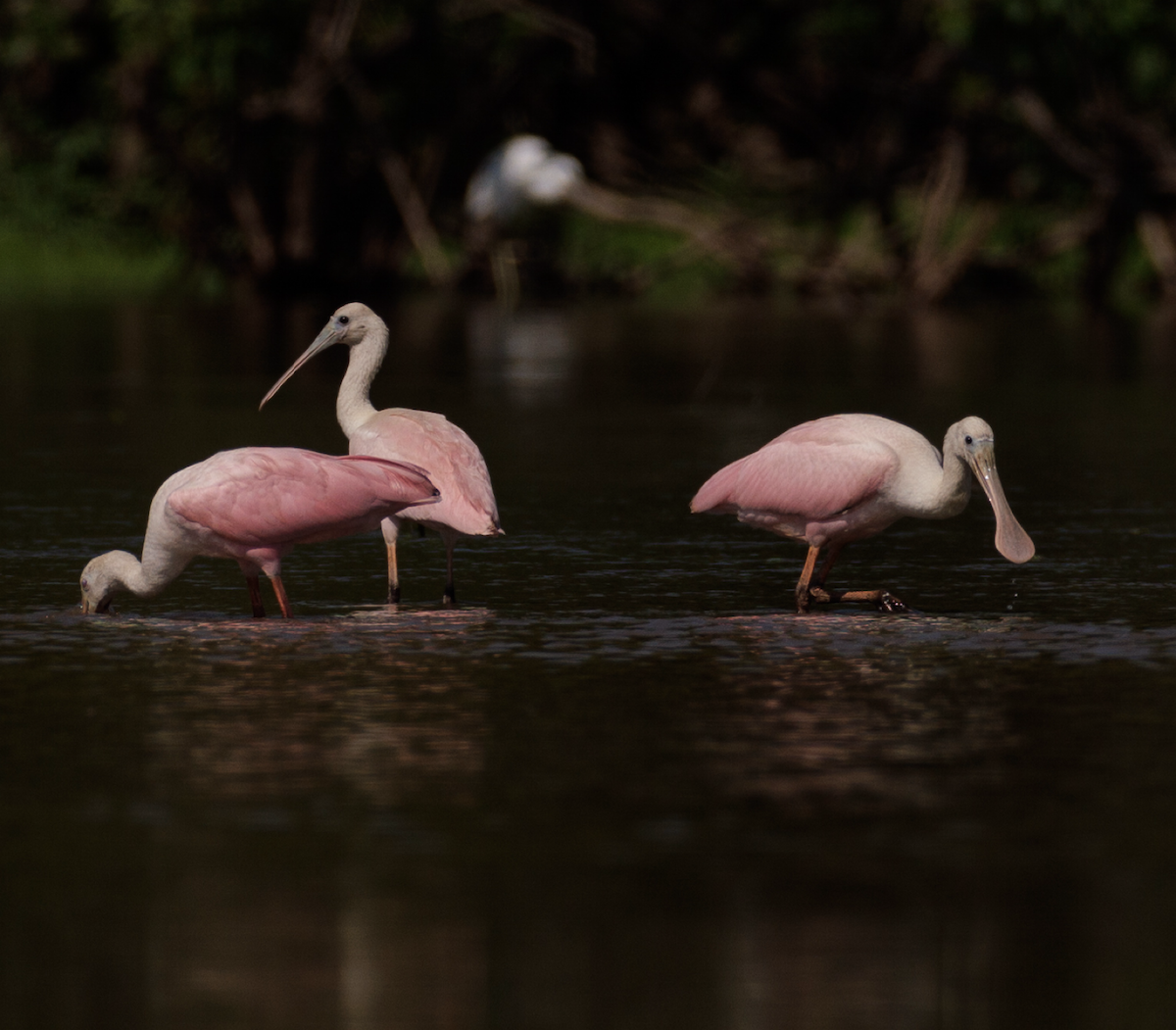 Roseate Spoonbill - ML621474203