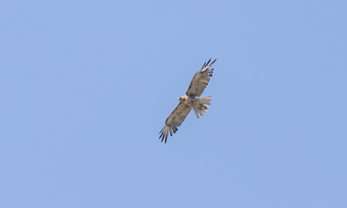 Red-tailed Hawk - ML621474213